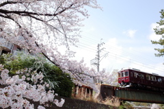 甲陽線×桜