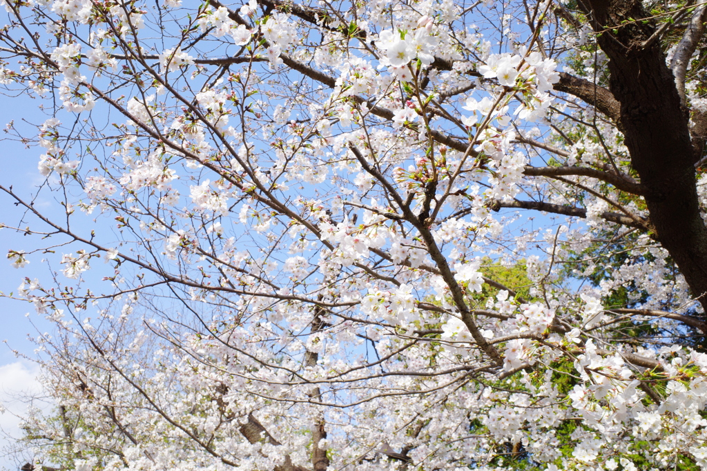 上野恩寵公園・桜3