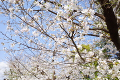 上野恩寵公園・桜3