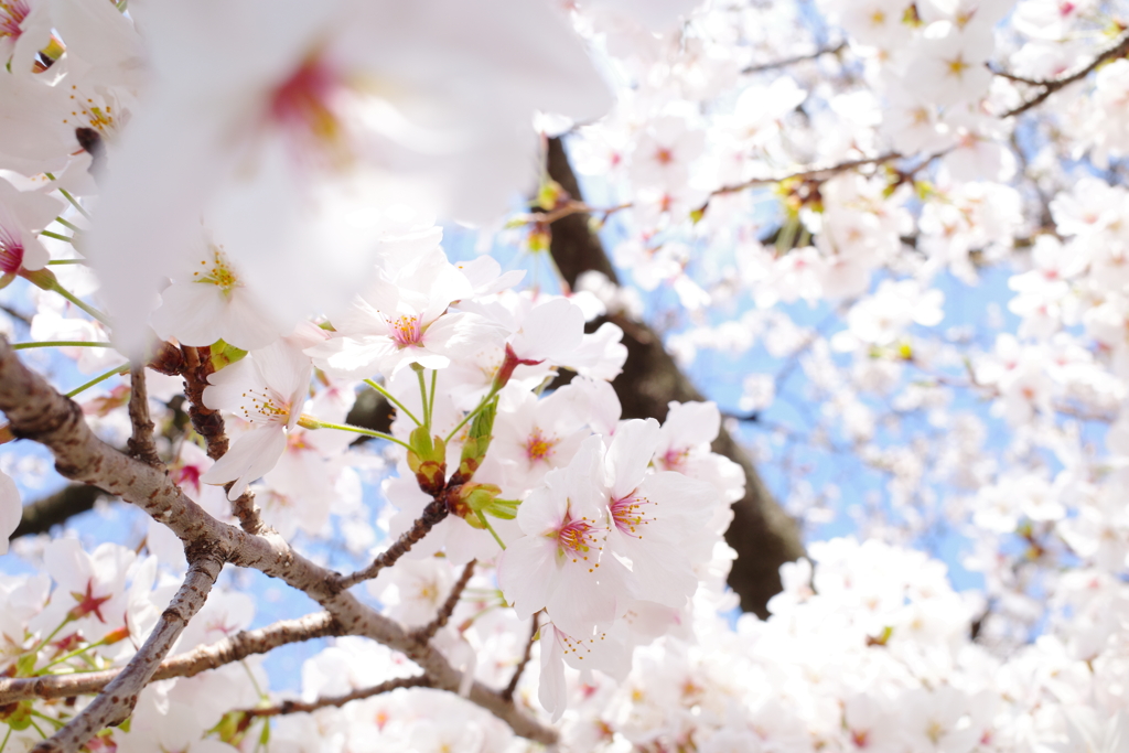 上野恩賜公園・桜1