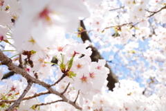 上野恩賜公園・桜1