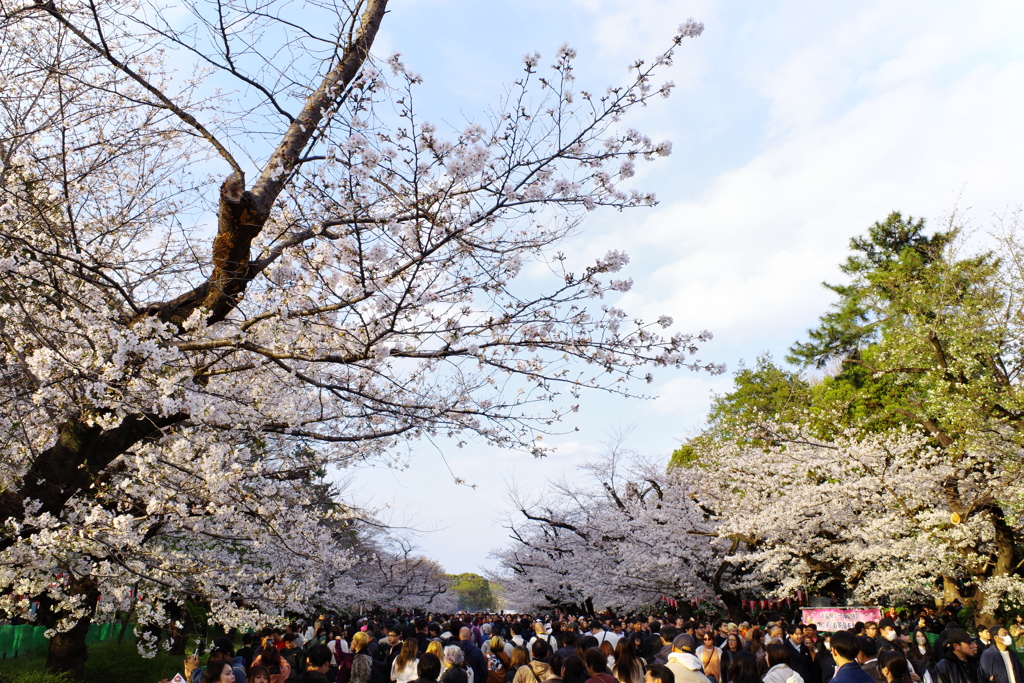上野恩寵公園・桜5