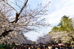 上野恩寵公園・桜5