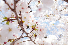 上野恩寵公園・桜2