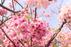 上野恩寵公園・桜7