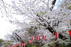 上野恩寵公園・桜4