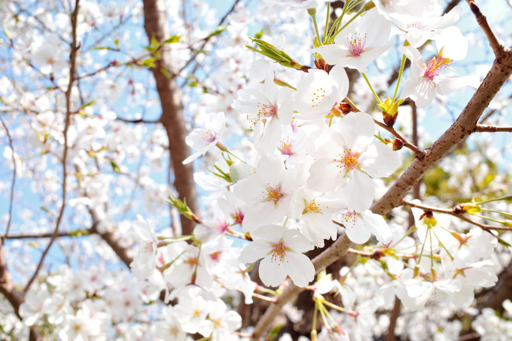 上野恩寵公園・桜8