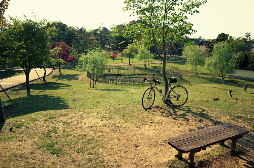 東大寺を自転車で行く