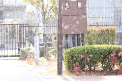 今年初雪