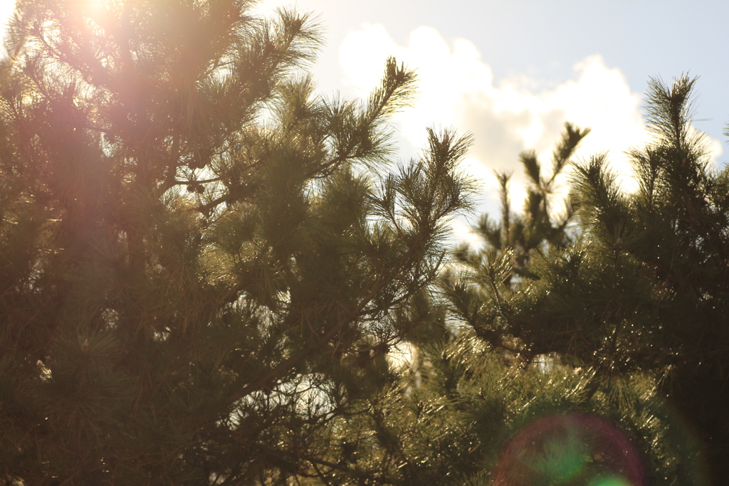 たくましい松ノ木