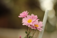冬に咲く花