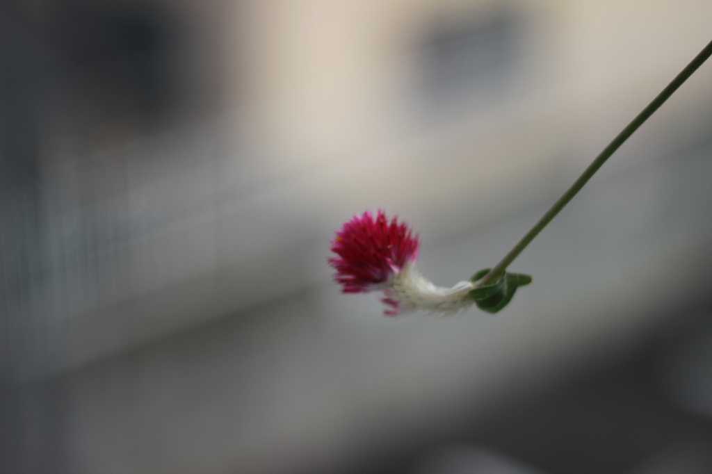 ｷﾞﾘｷﾞﾘで頑張る花