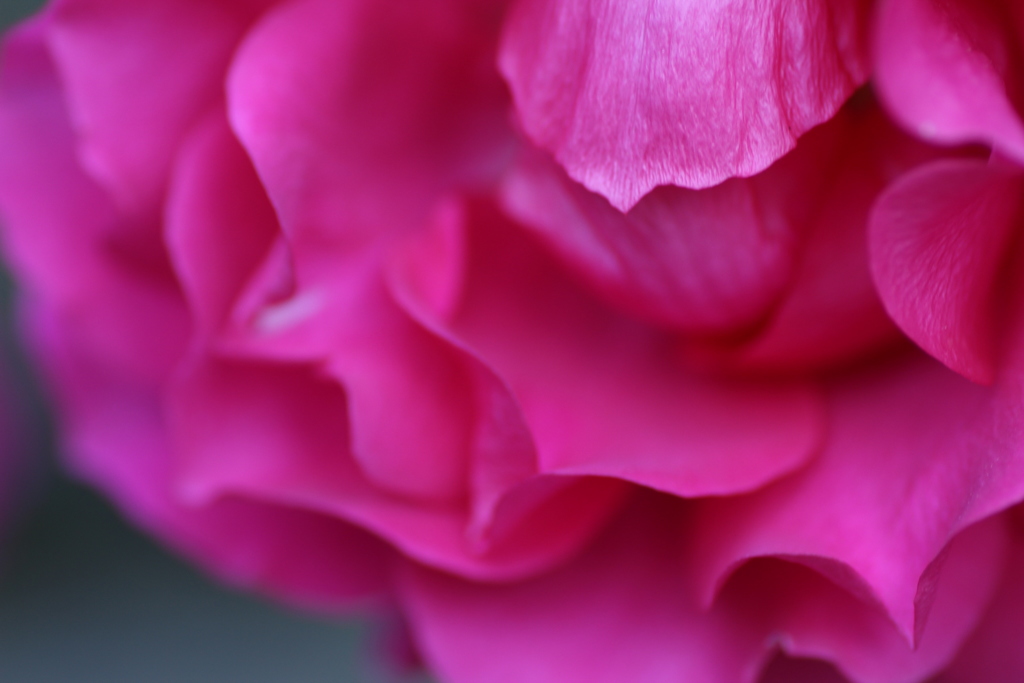 薔薇‼️