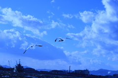 強風にも負けない
