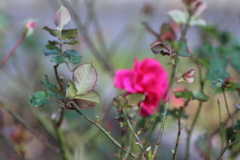 冬の薔薇