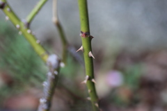 綺麗な物にわトゲがある