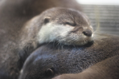 仲良しこよし