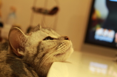 おこげさん