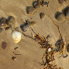 貝殻たち