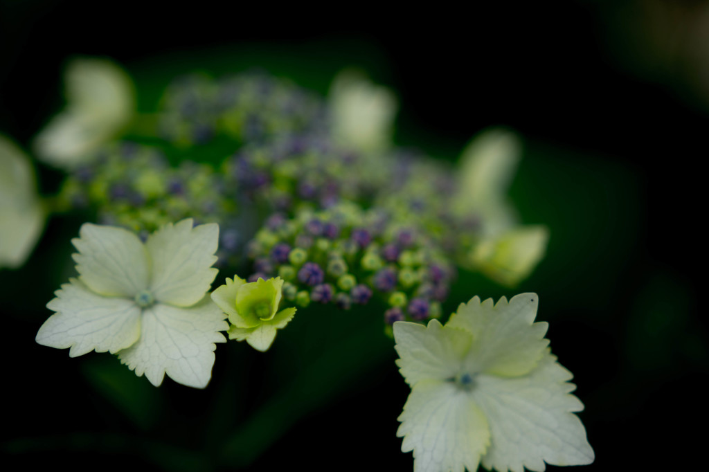 紫陽花2