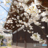 大宝寺　うば桜1