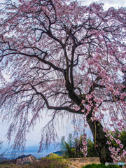 古田の枝垂桜