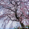 古田の枝垂桜