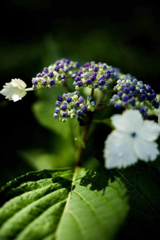 紫陽花1