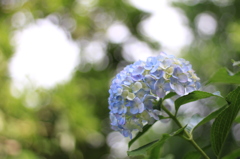 紫陽花