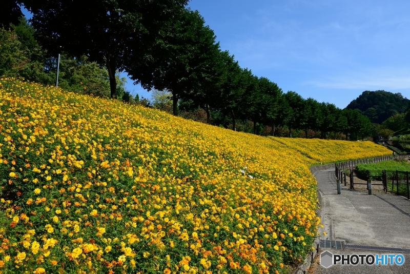 花フェスタ記念公園　コスモスまつり０２