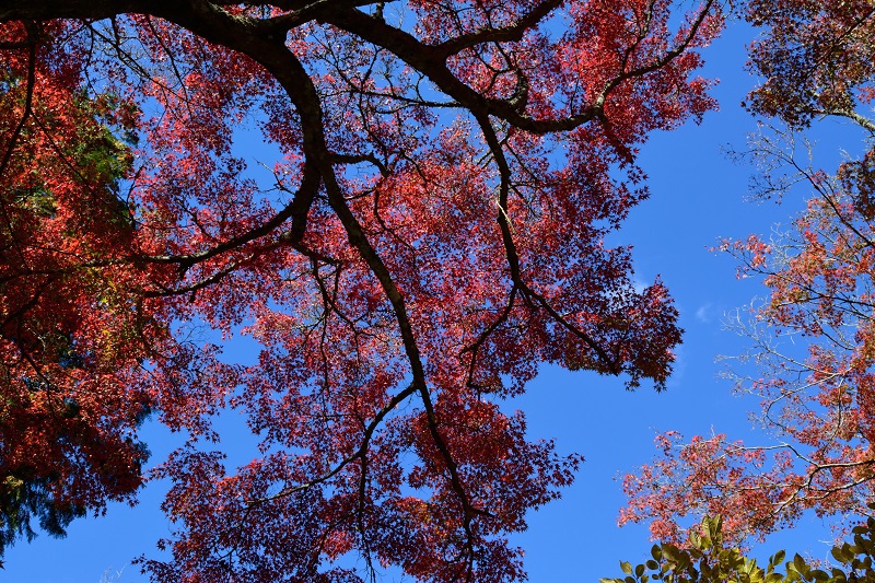 青空と紅葉