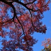 青空と紅葉
