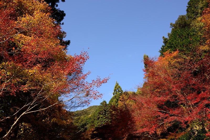 美濃市　大矢田神社