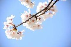 青空と桜