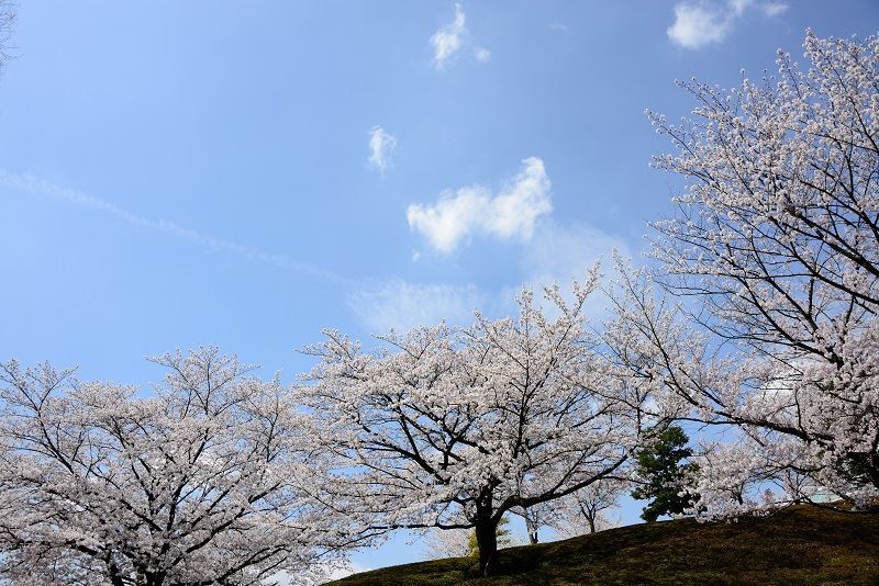 大地の桜