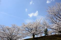 大地の桜