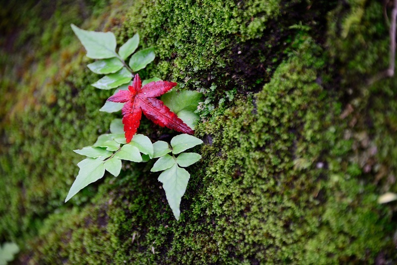 紅一点
