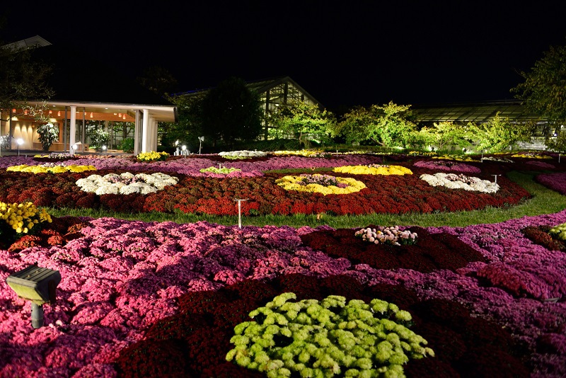 闇に浮かぶ花たち