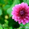 花フェスタ記念公園にて０４