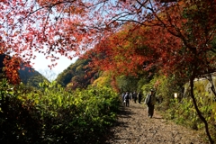 愛岐トンネル群　秋の一般公開