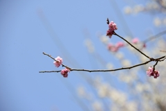 花フェスタ記念公園にて