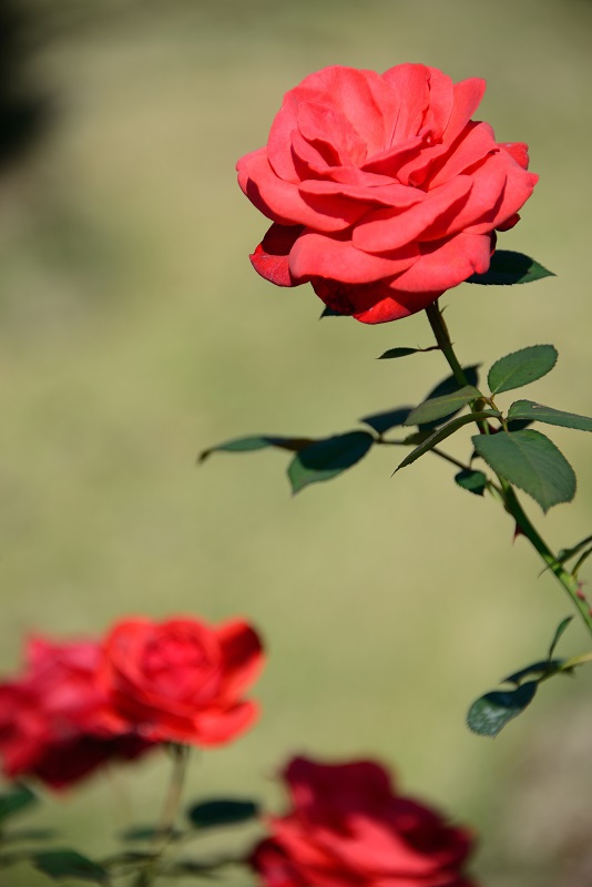 花フェスタ記念公園　秋のバラまつり