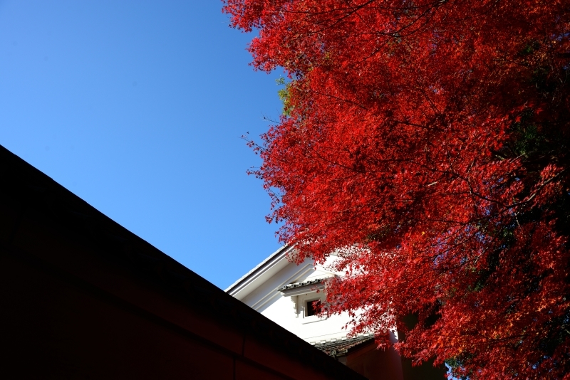 虎渓山　永保寺　紅葉