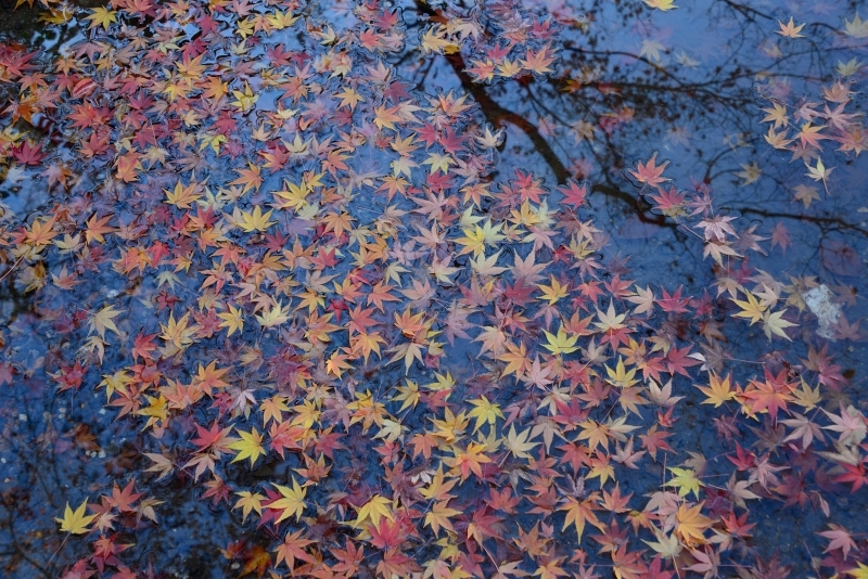 虎渓山　永保寺　紅葉