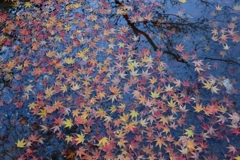 虎渓山　永保寺　紅葉