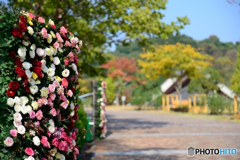 花フェスタ記念公園　秋のバラまつり０１