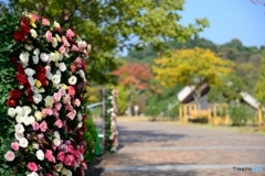 花フェスタ記念公園　秋のバラまつり０１