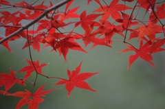 日蔭の紅葉