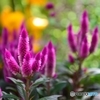 花フェスタ記念公園　大温室内０２