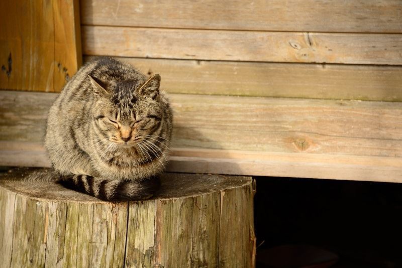陽だまり猫
